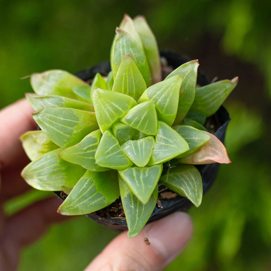 Sen đá guốc 5-7cm - Vườn sen đá