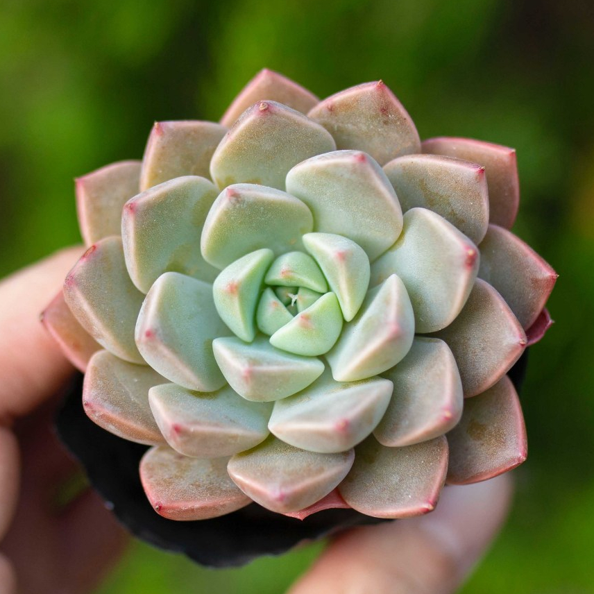 Sen đá hồng dâu 5-7cm - Vườn sen đá
