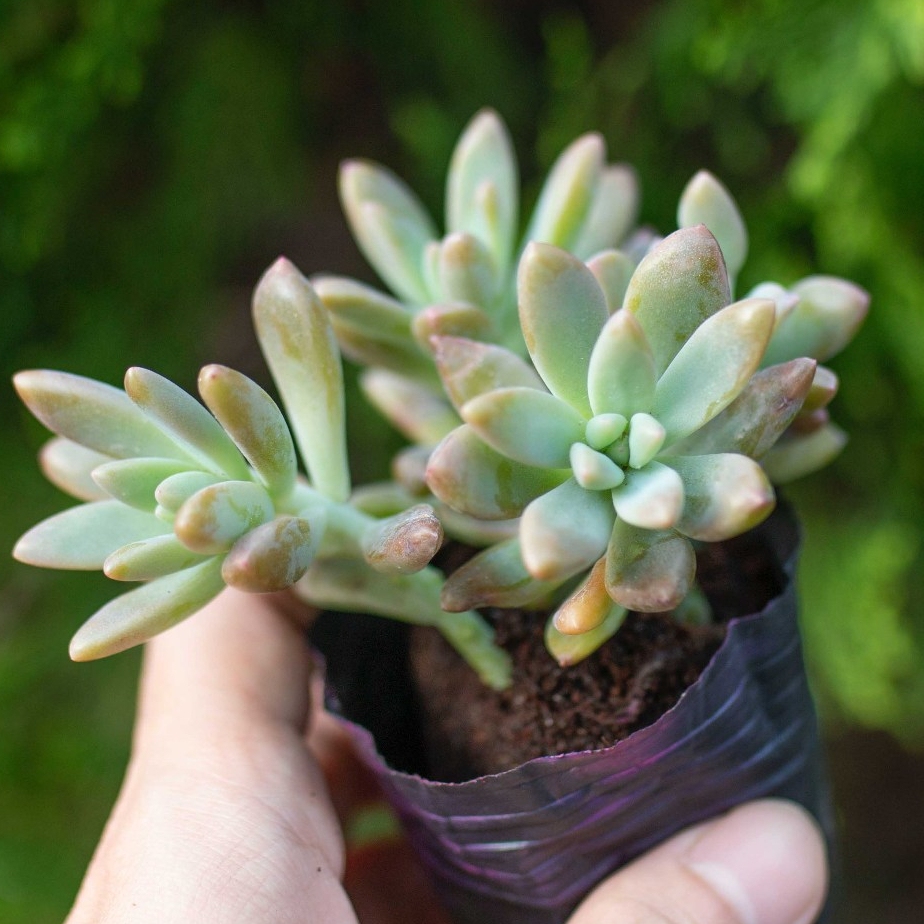 Sen đá pha lê nâu 5-7cm - Vườn sen đá