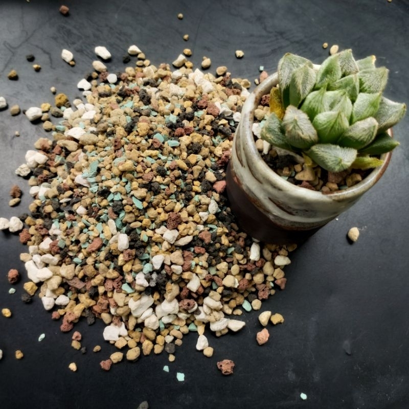 Haworthia Venusta 5-6cm
