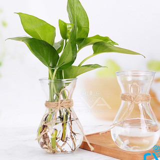 Bình cắm hoa, trồng cây, trang trí