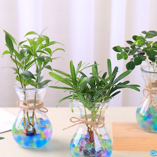 Bình cắm hoa, trồng cây, trang trí