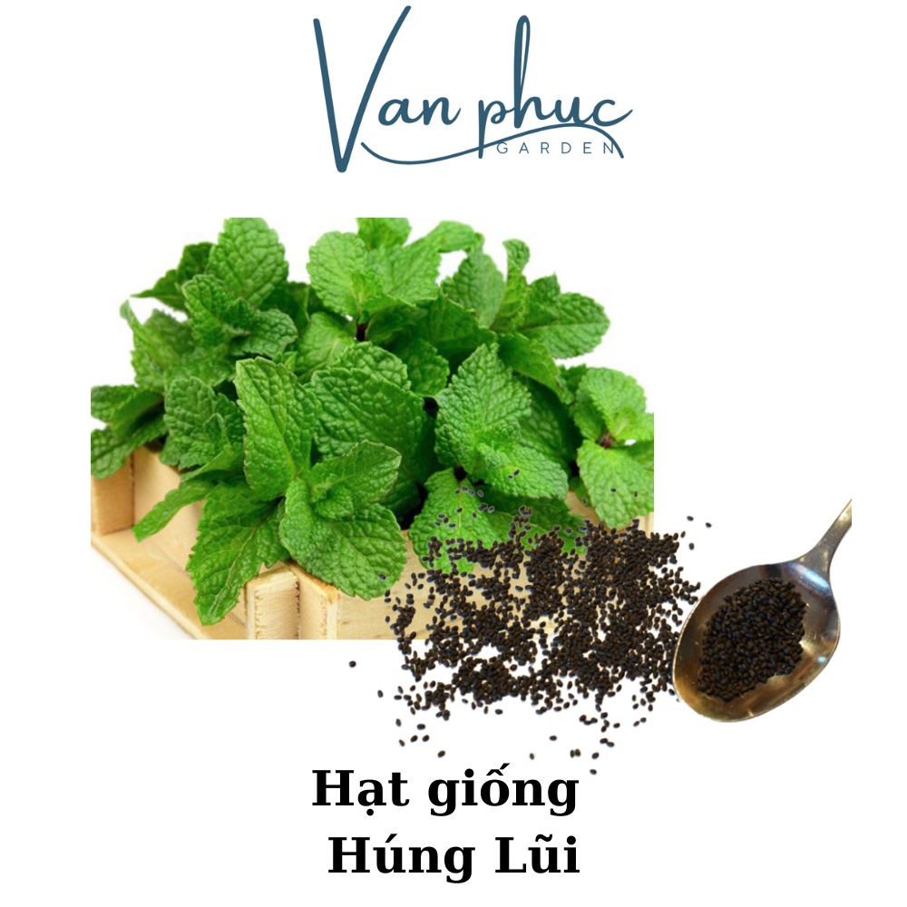 HẠT GIỐNG RAU HÚNG LỦI – THƠM MÁT, DỄ TRỒNG, NHANH THU HOẠCH