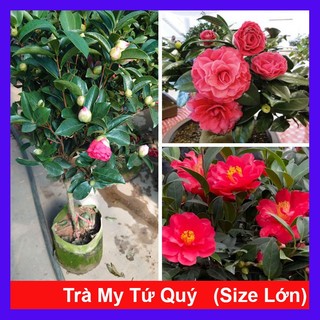  Cây trà my tứ quý kép  size lớn 3 năm tuổi cao 60-100cm  chậu cây đang hoa nụ hoa 4 mùa quanh năm 
