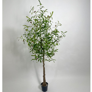 Cây oliu 165cm - cây giả decor