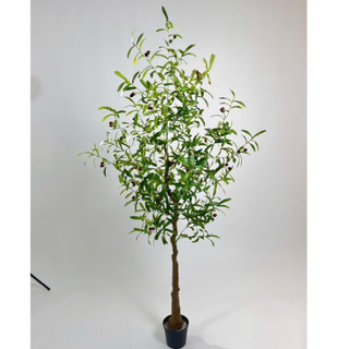 Cây oliu 165cm - cây giả decor