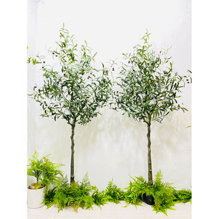 Cây oliu 165cm - cây giả decor