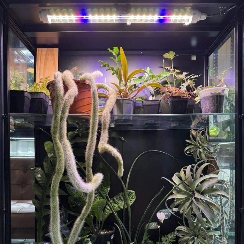 Đèn Led Tuýp Quang Hợp LGL 0,5m