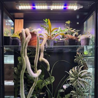 Đèn Led Tuýp Quang Hợp LGL 0,5m