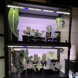 Đèn Led Tuýp Quang Hợp LGL 1m