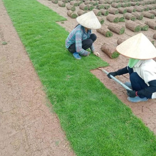 Cây Cỏ Nhung Nhật (Cỏ Thật) - 1m2, cuộn cỏ nhật bán theo tấm cuộn ( Chỉ giao miền Bắc+Bắc miền Trung )