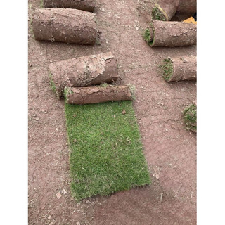 Cây Cỏ Nhung Nhật (Cỏ Thật) - 1m2, cuộn cỏ nhật bán theo tấm cuộn ( Chỉ giao miền Bắc+Bắc miền Trung )