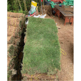 Cây Cỏ Nhung Nhật (Cỏ Thật) - 1m2, cuộn cỏ nhật bán theo tấm cuộn ( Chỉ giao miền Bắc+Bắc miền Trung )