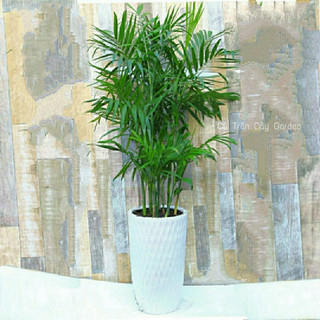 Cây Cau Hawai bụi cao 2m, lá xanh thân dày, bầu rễ chắc khỏe phát triển mạnh sau trồng