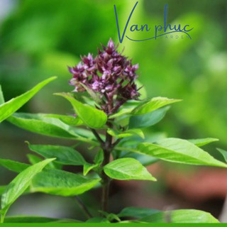 HẠT GIỐNG RAU QUẾ – DỄ TRỒNG, THƠM NGON, DÙNG LÀM GIA VỊ