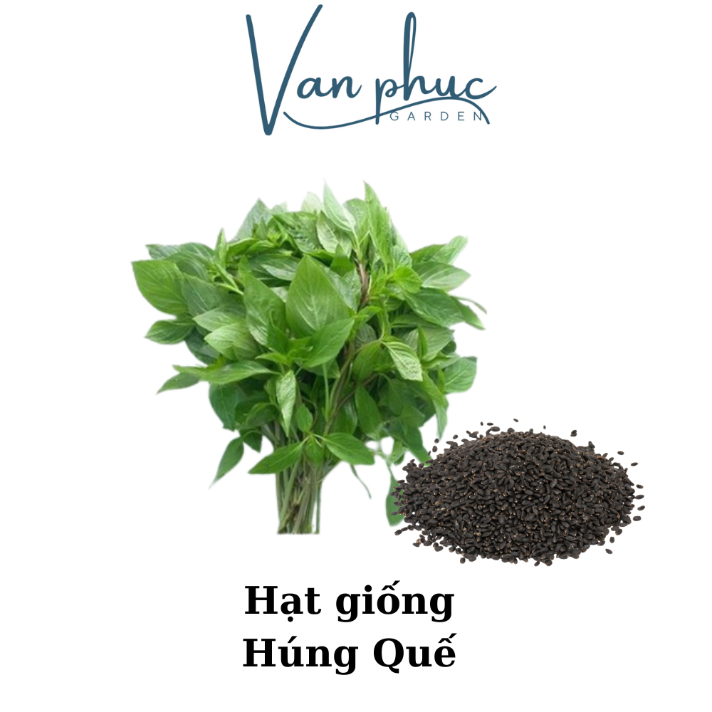 HẠT GIỐNG RAU QUẾ – DỄ TRỒNG, THƠM NGON, DÙNG LÀM GIA VỊ