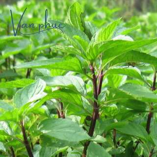 HẠT GIỐNG RAU QUẾ – DỄ TRỒNG, THƠM NGON, DÙNG LÀM GIA VỊ