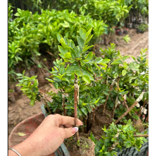 Cây chanh vàng mỹ eureka (hàng nhập khẩu)