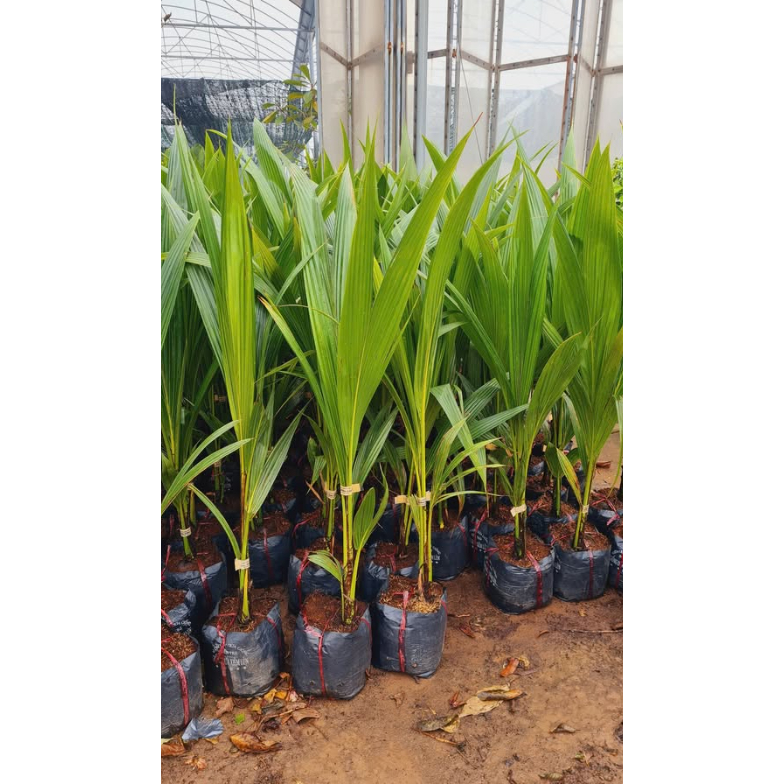 Cây dừa xiêm lùn