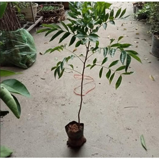 Cây móc mật, mắc mật (combo 2 cây)