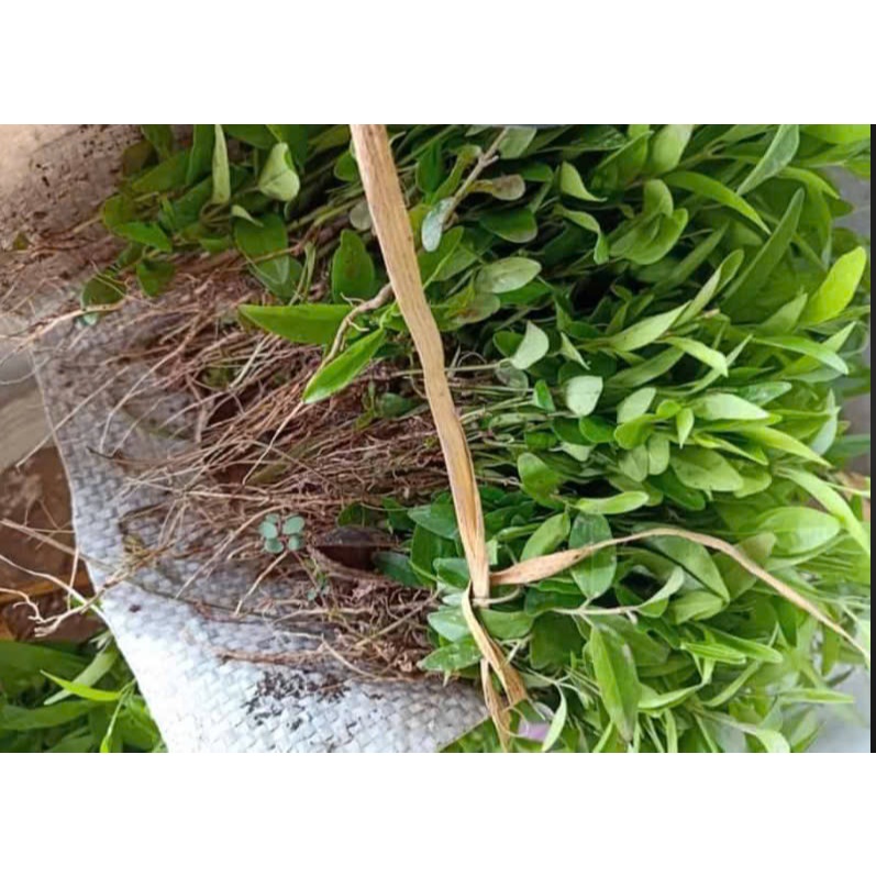 cây thìa canh (combo 2 cây)