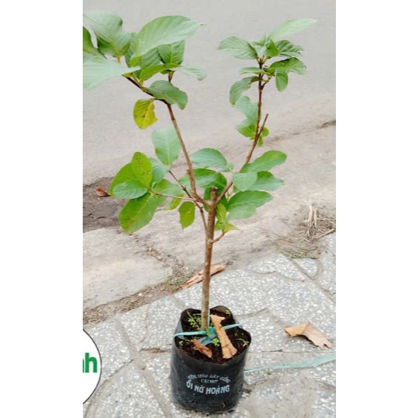Cây ổi nữ hoàng