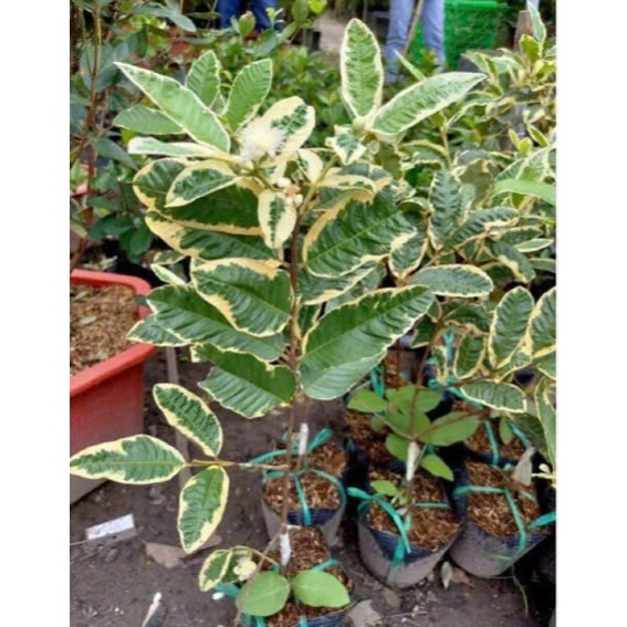 cây ổi cẩm thạch và cây chanh cẩm thạch