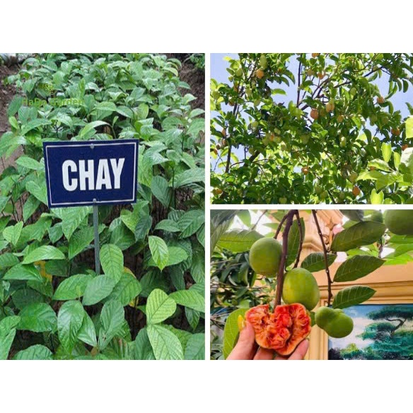 Cây chay giống