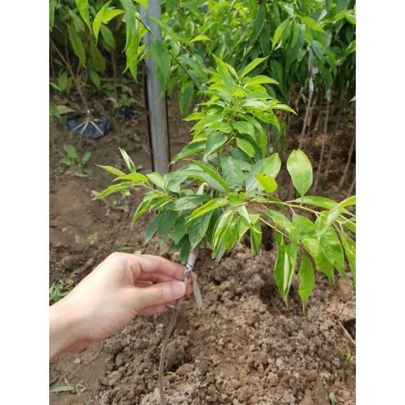 cây mận hậu, mận tam hoa
