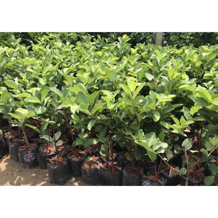 Cây ổi không hạt
