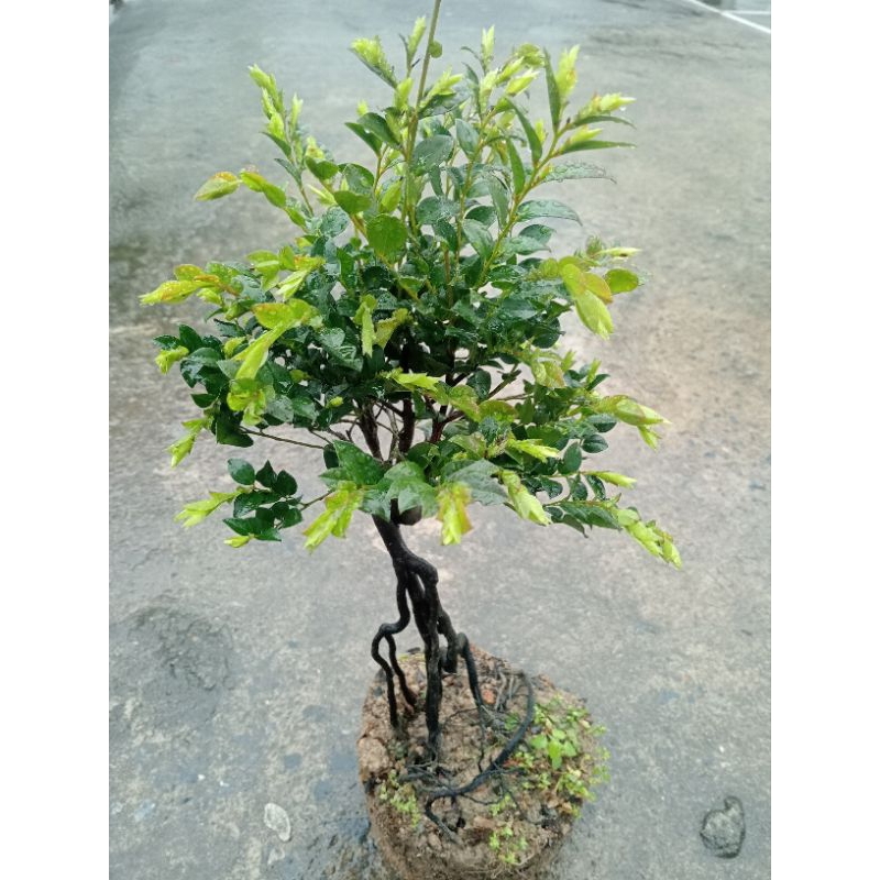 tùng đen rễ xoắn