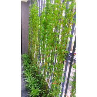 Cây TRÚC QUÂN TỬ cao 1M~2M