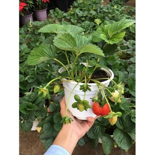 Cây DÂU TÂY cao 10~15cm, cây đã có thể ra hoa đậu trái