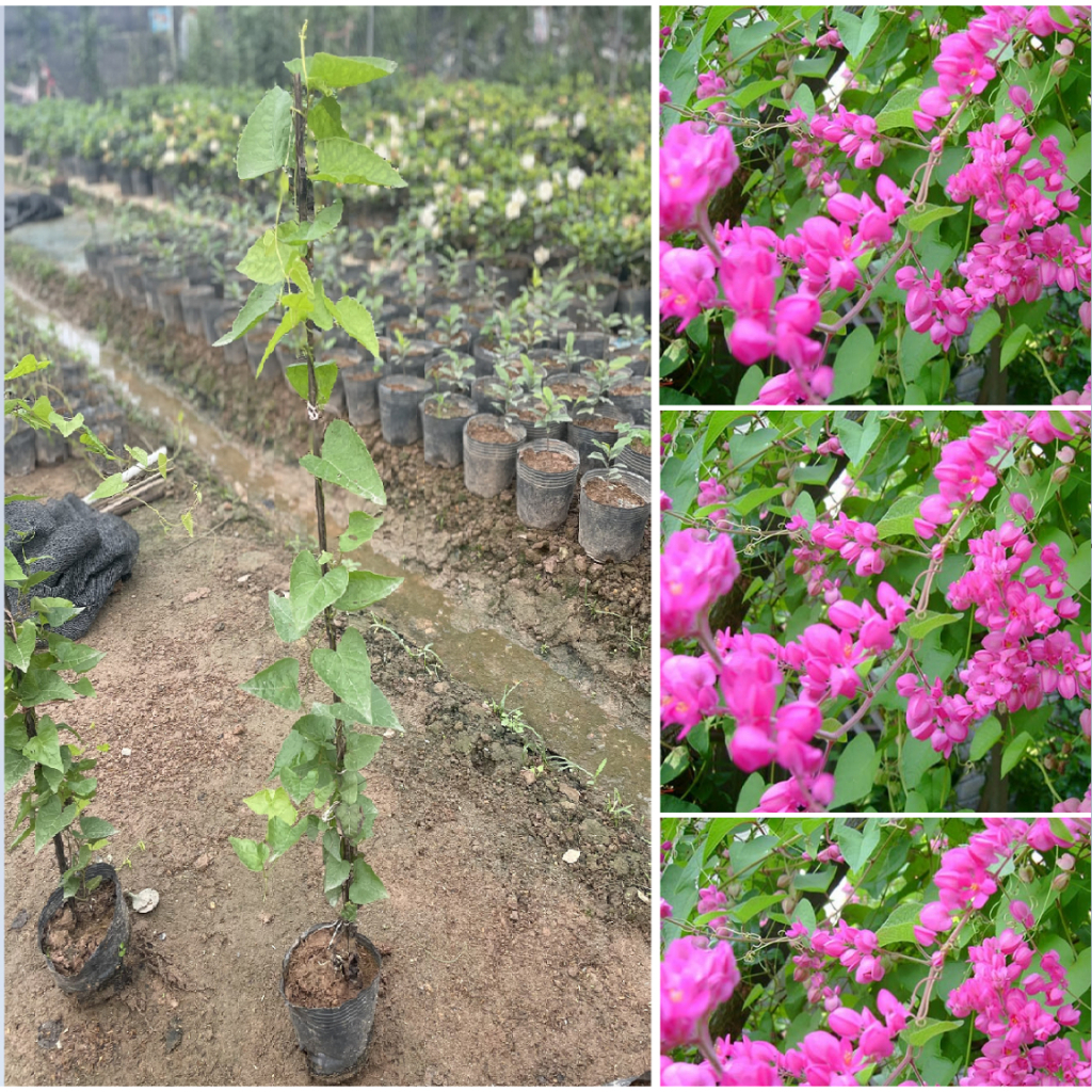 Cây hoa TIGON nhỏ, ngọn leo 80cm bầu rễ khỏe tốc độ phát triển nhanh