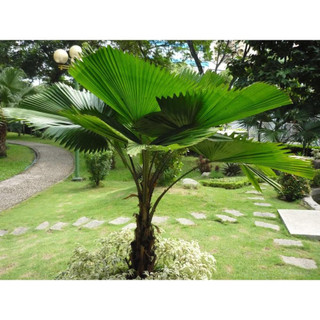 Cây CỌ NHẬT, kè nhật 80cm lá xanh cây khỏe phát triển nhanh