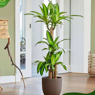Cây THIẾT MỘC LAN size to 1m, 5 thân mầm khỏe xanh đẹp