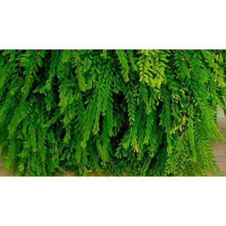 Cây SƠN LIỄU RỦ 20-25cm, lá rủ xanh đẹp, cây bầu rễ chắc khỏe phát triển nhanh