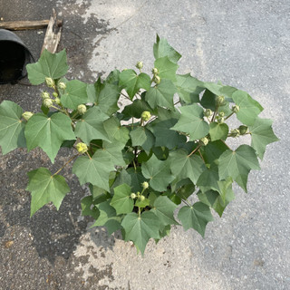Cây Hoa PHÙ DUNG cao 40~50cm