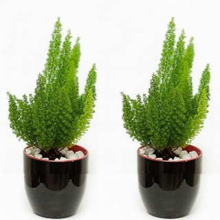 Cây ĐUÔI CHỒN cao 20-30cm [sp27]