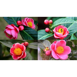 Cây HẢI ĐƯỜNG hoa đỏ cao 1M