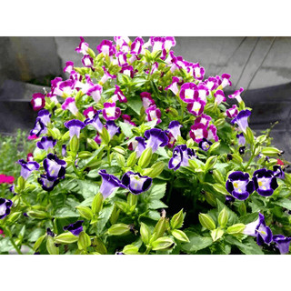 Cây Hoa MẮT NAI cao 15~20cm (Chỉ giao miền Bắc+Bắc miền Trung)