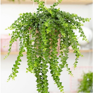 Giỏ LAM LÁ TRÁI TIM, giỏ dày ngọn lá xanh khỏe