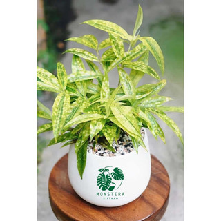 Bụi TRÚC NHẬT VÀNG mini, bầu 15-20cm lá vàng nhiều thân khỏe