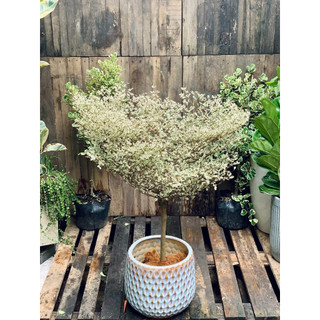 Cây BÀNG CẨM THẠCH Nhật Bản, cây 70cm bầu chắc khỏe lá xum-83-88