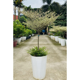Cây BÀNG CẨM THẠCH Nhật Bản, cây 70cm bầu chắc khỏe lá xum-83-88