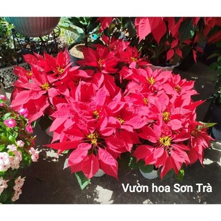(VHST giao trong ngày) Cây HOA TRẠNG NGUYÊN.