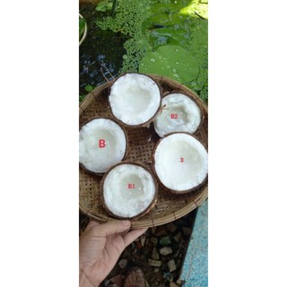 DỪA SÁP BI ĐẶC 400G