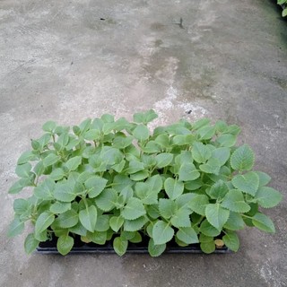 [CHỈ GIAO MIỀN BẮC] Cây húng chanh