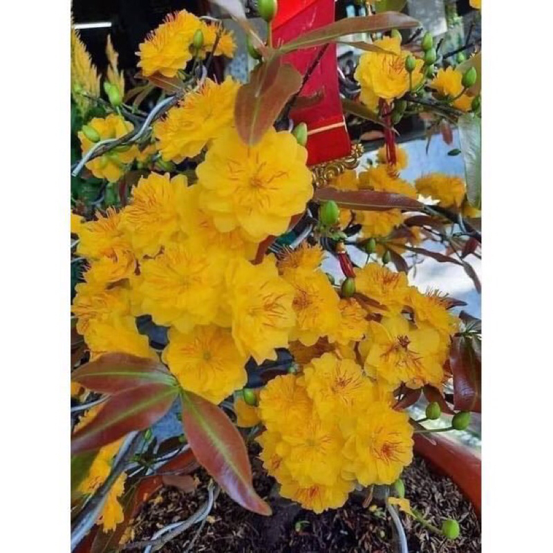 Hoa Mai Cúc Thọ Hương_cây ghép