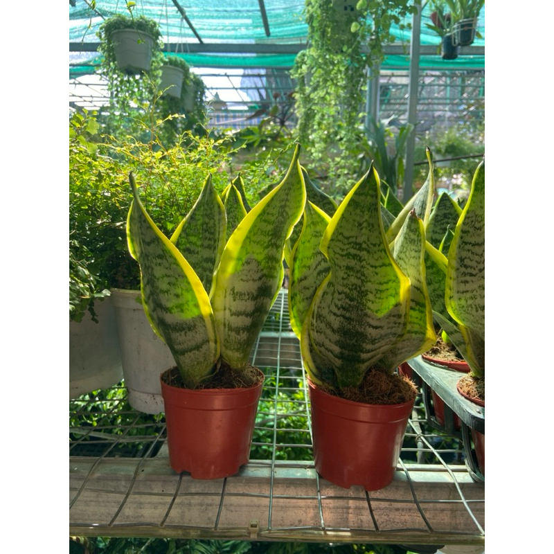 Cây lưỡi hổ bộ ba